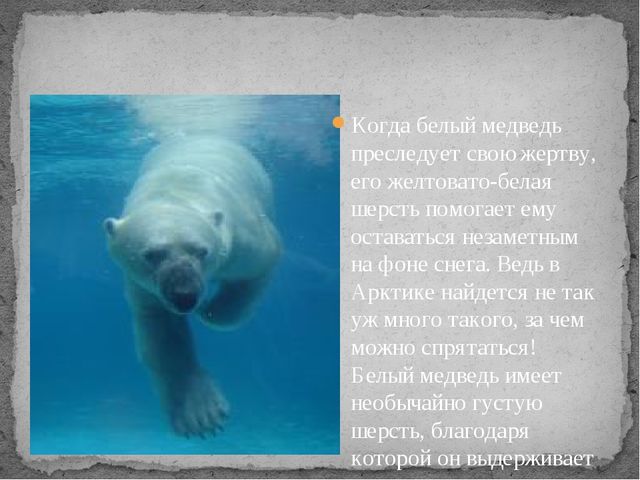 Презентация по экологии " Белый медведь "
