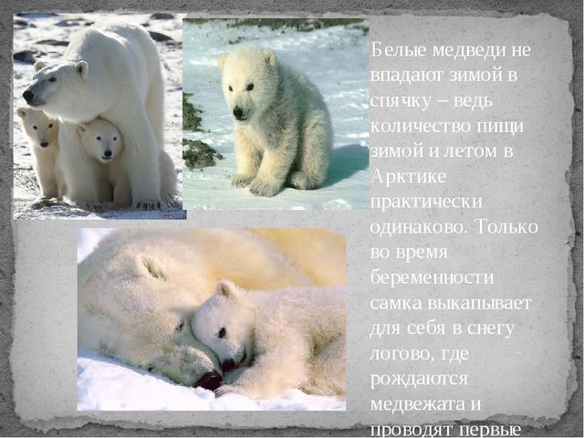Презентация по экологии " Белый медведь "