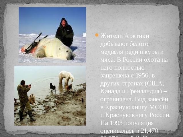 Презентация по экологии " Белый медведь "