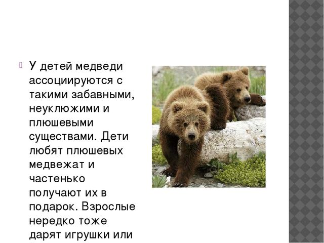 Презентация по экологии " Бурый медведь" (подготовительная группа)