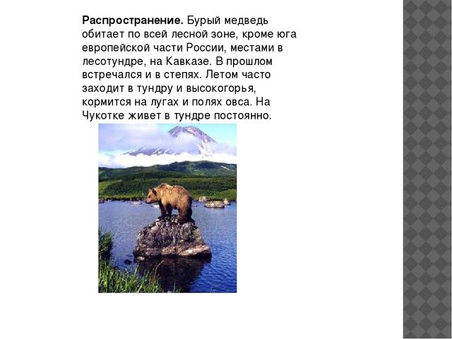 Презентация по экологии " Бурый медведь" (подготовительная группа)