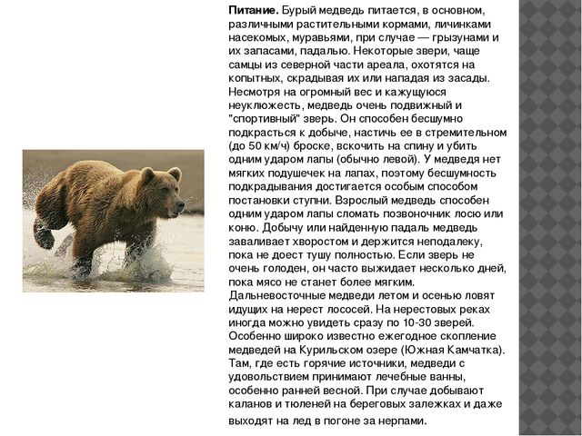 Презентация по экологии " Бурый медведь" (подготовительная группа)