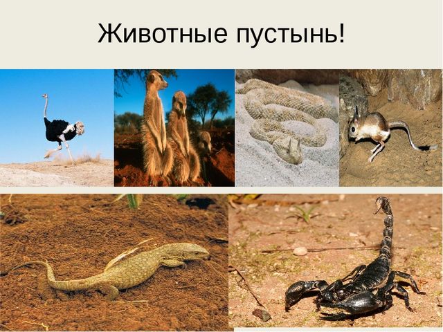 Детский тематический проект "Песочный калейдоскоп"