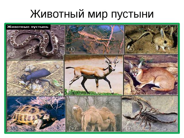Песочная энциклопедия для ребят - дошколят