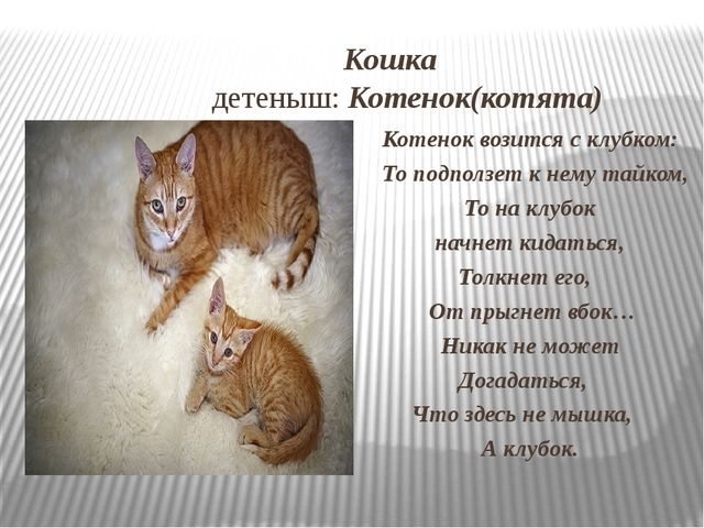 Презентация: Знакомство с домашними животными и их детенышами.