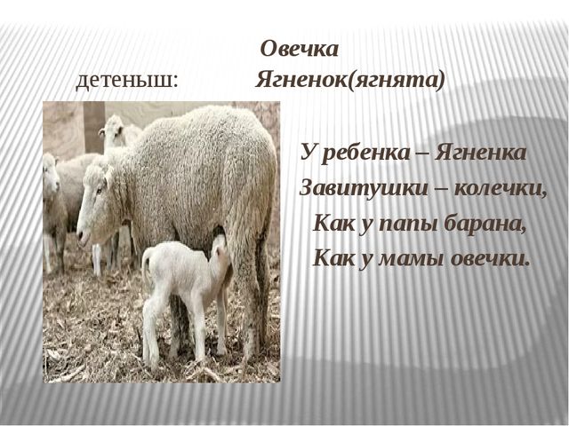 Презентация: Знакомство с домашними животными и их детенышами.
