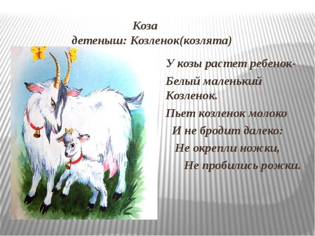 Слово козленок. Стих про козу. Стихи про козу для детей. Стишок про козу для детей. Стихотворение про козу для детей короткие.