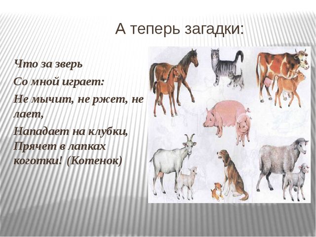 Презентация: Знакомство с домашними животными и их детенышами.