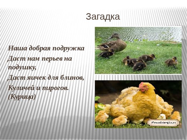 Презентация: Знакомство с домашними животными и их детенышами.