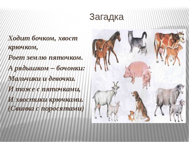 Рассказ детеныш. Рассказ о домашних животных и их детенышей. Проект домашние животные и их Детеныши. Презентация на тему Детёныши домашних животных. Презентация Детеныши домашних животных.