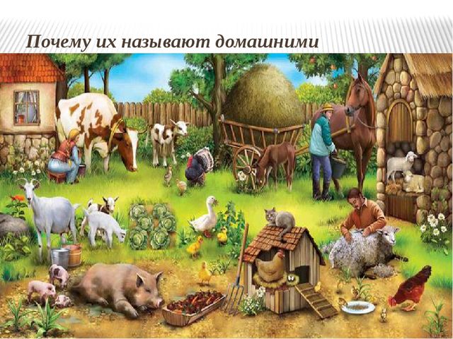 Презентация: Знакомство с домашними животными и их детенышами.