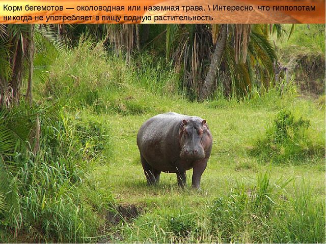 Презентация для детского сада на тему "Животные жарких стран"