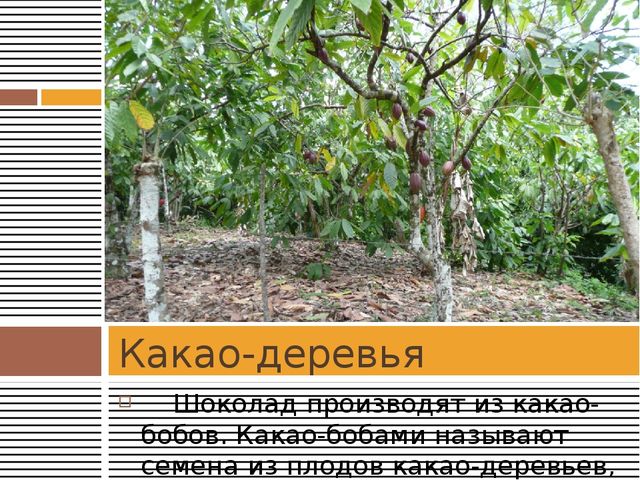 Презентация для детей дошкольного возраста на тему "Шоколад"