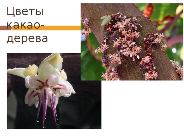 Презентация для детей дошкольного возраста на тему "Шоколад"