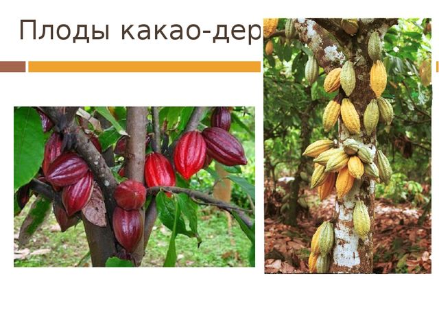 Презентация для детей дошкольного возраста на тему "Шоколад"
