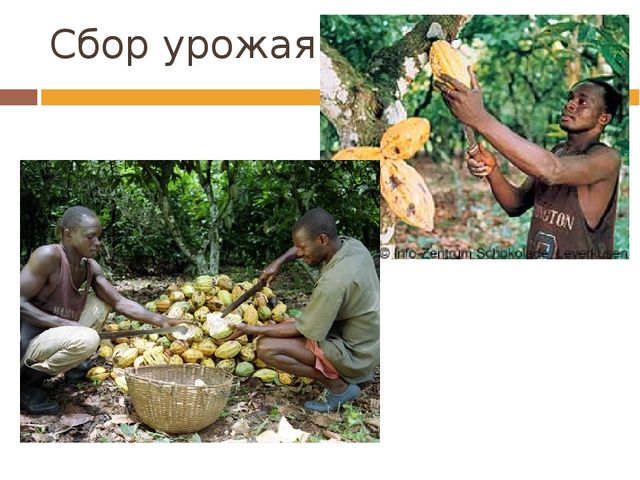 Презентация для детей дошкольного возраста на тему "Шоколад"