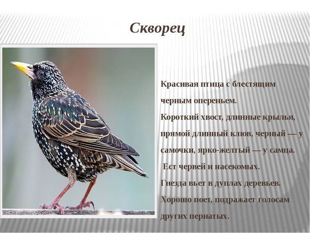 Презентация на тему: Перелетные птицы