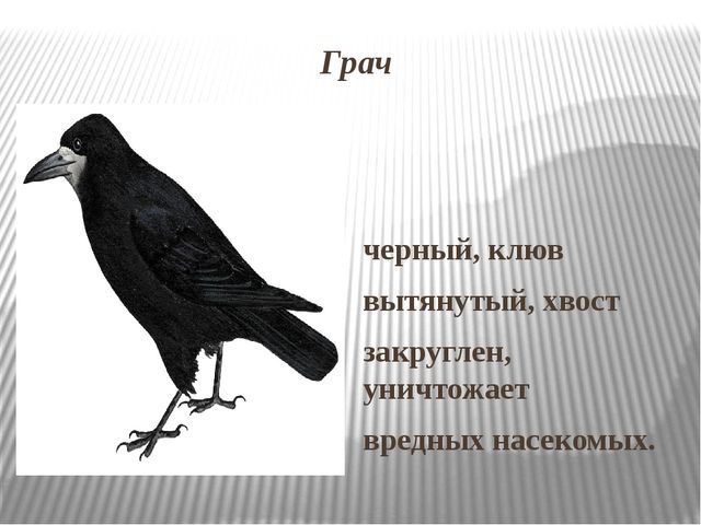 Поговорки о грачах как красиво оформить. Грач с подписью. Стишок про Грача для детей. Грач с надписью. Грач стихотворение для детей.