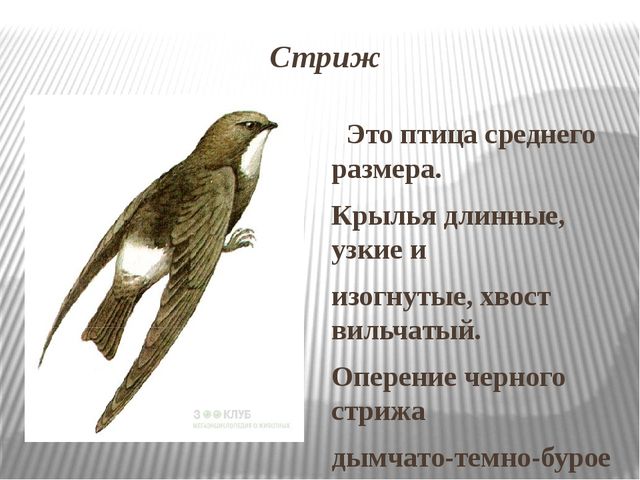 Научно познавательный текст о стрижах 4. Сообщение о Стрижах. Описание стрижа. Стриж птица описание. Стриж птица краткое описание.