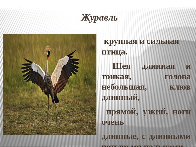 Презентация на тему: Перелетные птицы