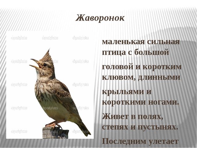 Презентация на тему: Перелетные птицы