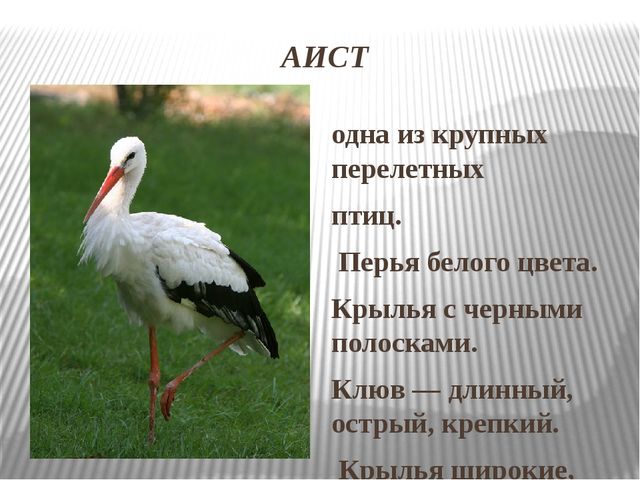 Презентация на тему: Перелетные птицы