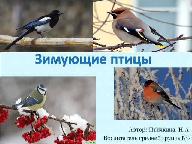 Презентация на тему "Зимующие птицы"