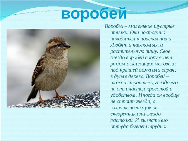 Презентация на тему "Зимующие птицы"