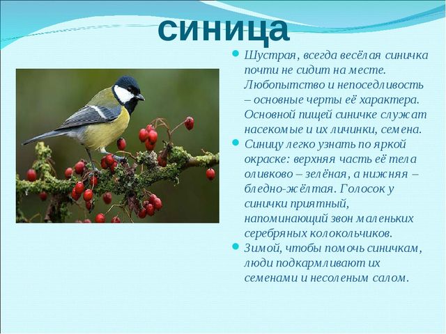 Презентация на тему "Зимующие птицы"