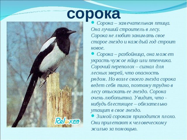 Презентация на тему "Зимующие птицы"