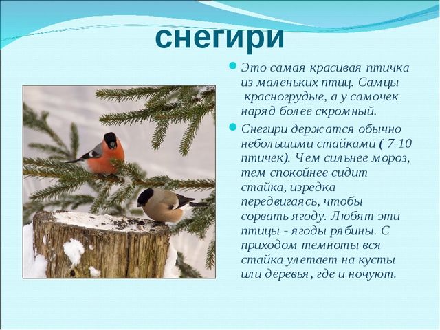Презентация на тему "Зимующие птицы"