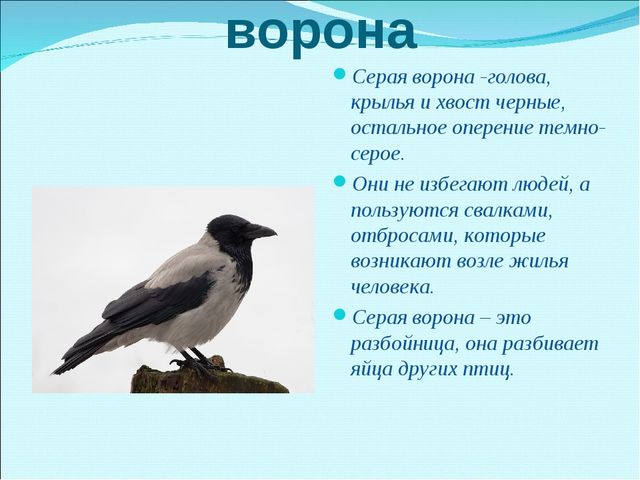Презентация на тему "Зимующие птицы"