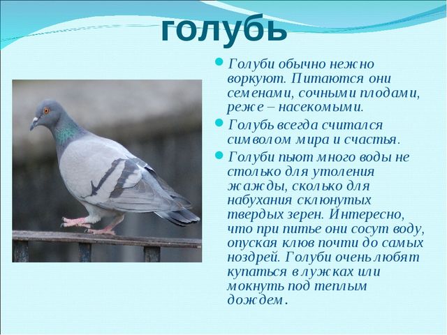 Презентация на тему "Зимующие птицы"