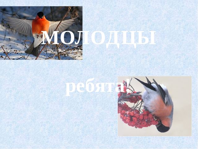 Презентация к занятию по аппликации "Снегири на рябинке" (средняя группа)