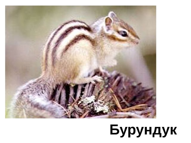 Презентация к занятию "Лесные животные"