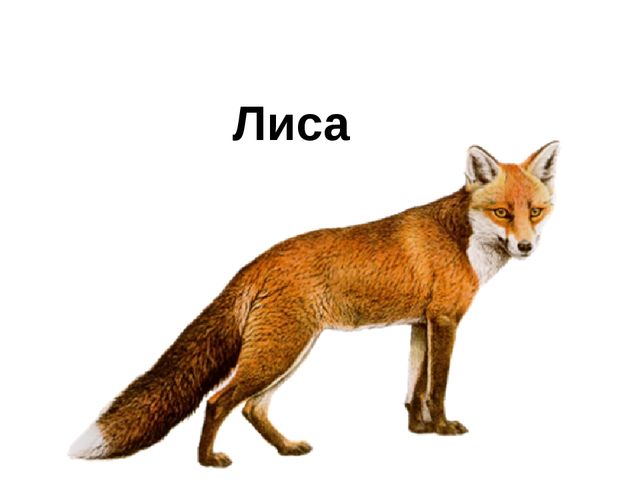 Презентация к занятию "Лесные животные"