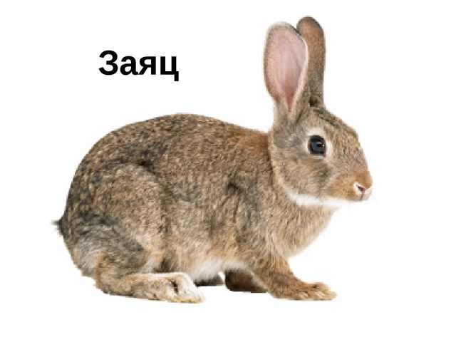 Презентация к занятию "Лесные животные"