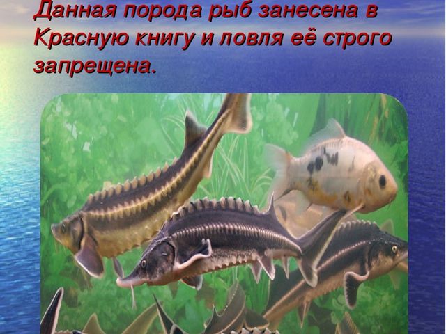Презентация на тему "Красный Яр"