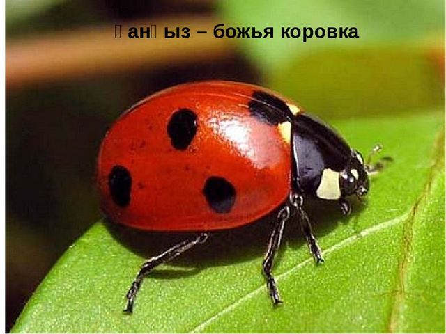 Презентация к интегрированному занятию по основам экологии + рисование "Путешествие муравья"