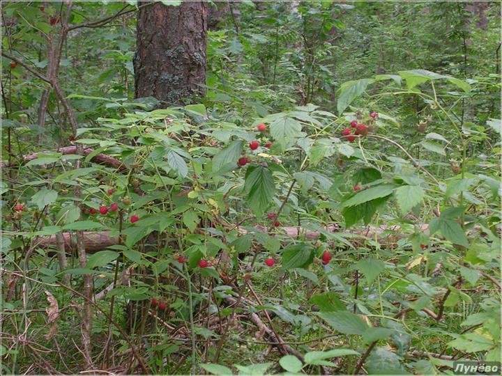 В каком лесу можно встретить. Малина Лесная кустарник. Кустарники леса малина Лесная. Лесная малина Подмосковье. Куст дикой малины.