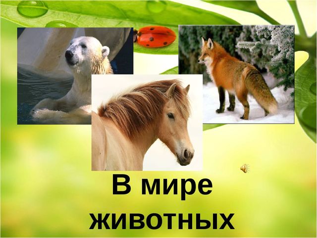 Дидактическая игра для детей старшего дошкольного возраста "Четвертый - лишний. Мир животных"