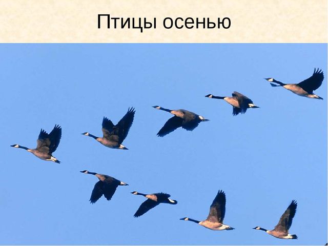 Презентация " Осень" ( старшая группа)