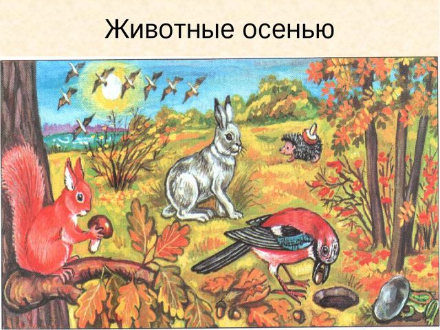 Презентация " Осень" ( старшая группа)