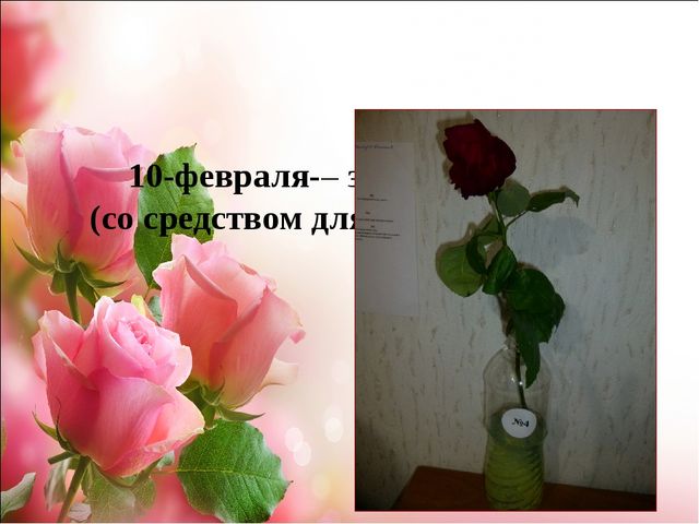 Проект.Тема: «Как продлить жизнь срезанным цветам»