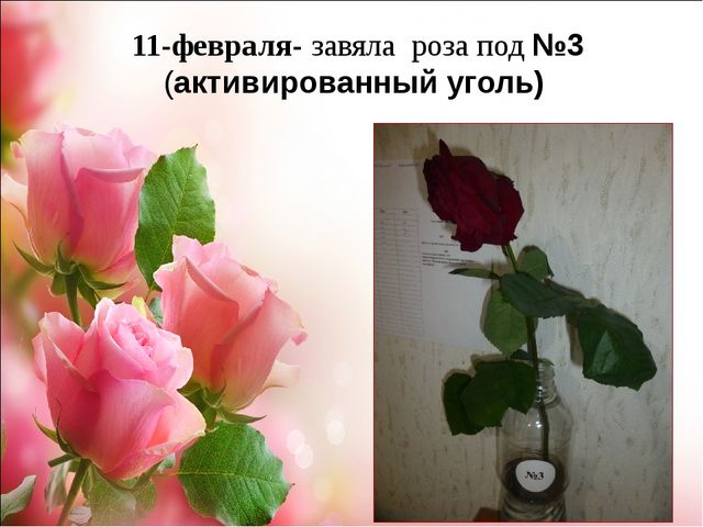 Проект.Тема: «Как продлить жизнь срезанным цветам»