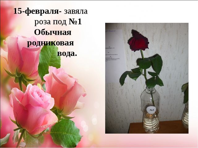 Проект.Тема: «Как продлить жизнь срезанным цветам»