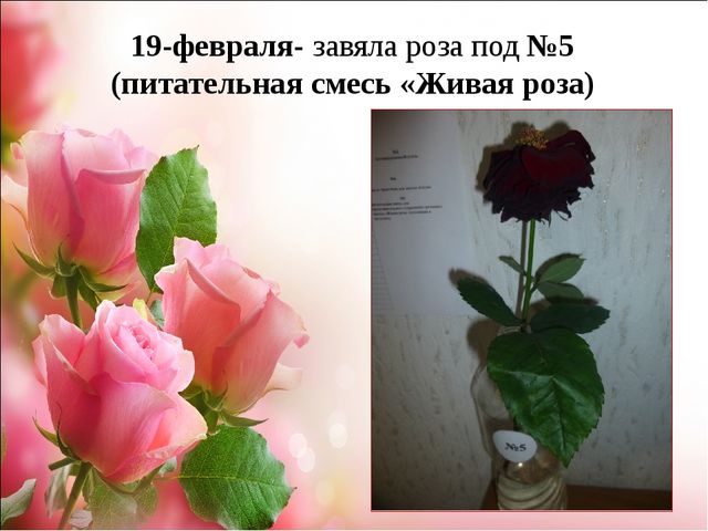 Проект.Тема: «Как продлить жизнь срезанным цветам»