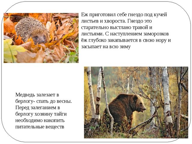 Презентация по ознакомлению с окружающем из серии "Времена года"- "Октябрь"
