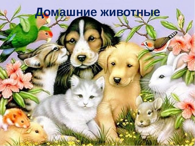 Презентация по экологии "Домашние животные"