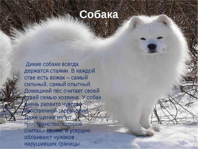 Презентация по экологии "Домашние животные"